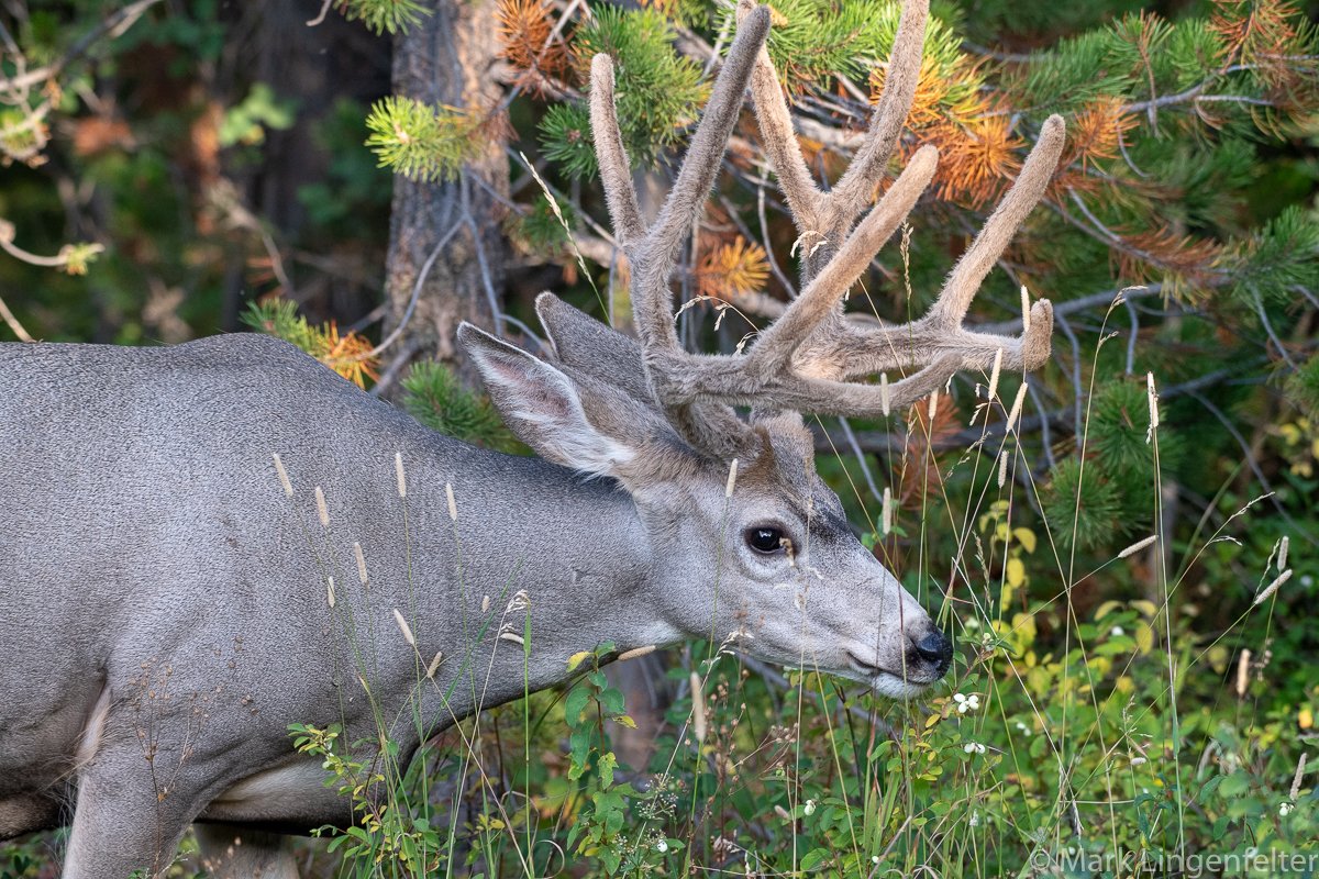 Mule Deer Grand Teton National Park 2018 – Maine to Texas and Back to ...