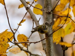 Golden-crowned Kinglet in Fall Migration Plumage.