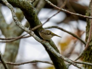 Golden-crowned Kinglet in Fall Migration Plumage.
