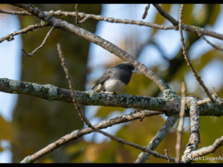 Dark-eyed Junco Slate-colored Male