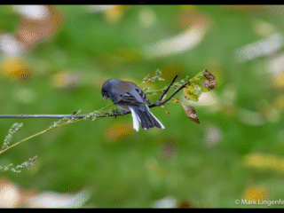 Dark-eyed Junco Slate-colored Probably Female
