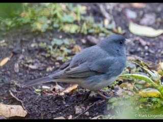 Junco Allowing a Closeup.