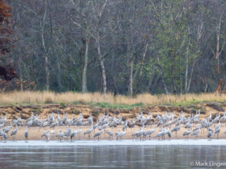 Sandhill Cranes on the sandbar with the Wisconsin river.