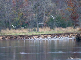 Cranes landing on the Wisconsin river.