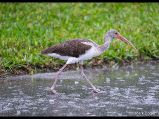 Juvenile Ibis