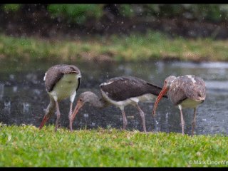 Juvenile Ibis in the Rain