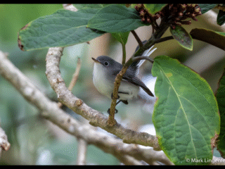 Blue-gray gnatcatcher In the Clerodendrum