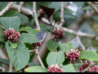 Blue-gray gnatcatcher In the Clerodendrum