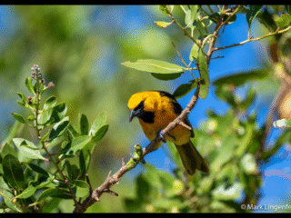 Spot-breasted oriole with Grub