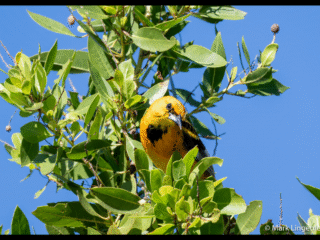 Spot-breasted oriole