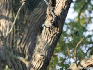 _NZ92311-Red-breasted Nuthatch