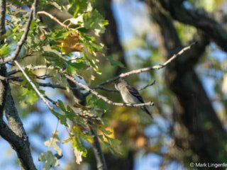 _NZ92332-Great Crested Flycatcher