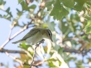 _NZ92340-Red-eyed Vireo