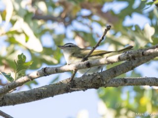 _NZ92343-Red-eyed Vireo
