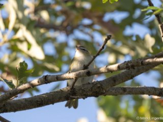 _NZ92349-Red-eyed Vireo