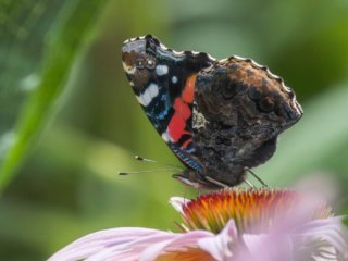 _CW_5991-Edit.jpg _CW_5991-Edit.jpg