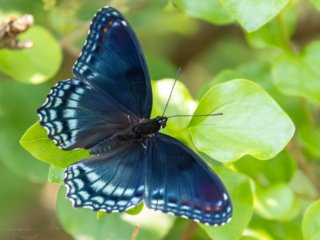 _CW_6596-Edit.jpg _CW_6596-Edit.jpg