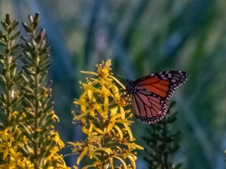 IL4A1523-Edit.jpg IL4A1523-Edit.jpg