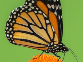 _NZ91991-Edit.jpg _NZ91991-Edit.jpg