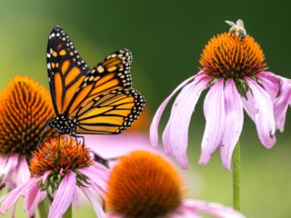 _NZ92006-Edit.jpg _NZ92006-Edit.jpg