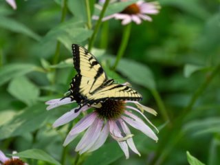 NZ9_2871-Enhanced-NR-Edit.jpg NZ9_2871-Enhanced-NR-Edit.jpg