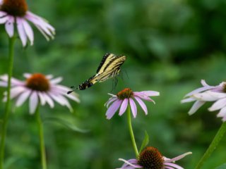 NZ9_2880-Enhanced-NR-Edit.jpg NZ9_2880-Enhanced-NR-Edit.jpg