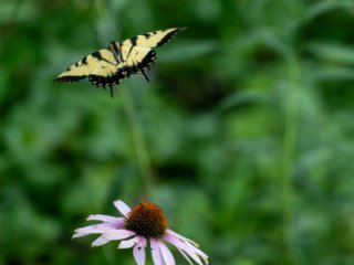 NZ9_2882-Enhanced-NR-Edit.jpg NZ9_2882-Enhanced-NR-Edit.jpg