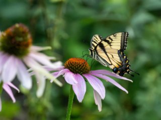 NZ9_2902-Enhanced-NR.jpg NZ9_2902-Enhanced-NR.jpg