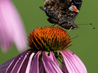 NZ9_2999-Edit.jpg NZ9_2999-Edit.jpg