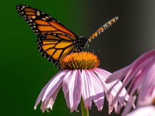 NZ9_3035-Edit.jpg NZ9_3035-Edit.jpg