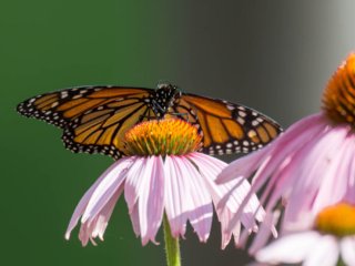 NZ9_3036-Enhanced-NR-Edit.jpg NZ9_3036-Enhanced-NR-Edit.jpg