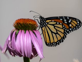 NZ9_3056-Edit.jpg NZ9_3056-Edit.jpg