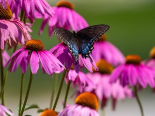 NZ9_3128-Enhanced-NR-Edit.jpg NZ9_3128-Enhanced-NR-Edit.jpg