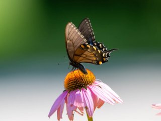 NZ9_3184-Enhanced-NR-Edit.jpg NZ9_3184-Enhanced-NR-Edit.jpg