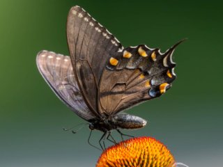 NZ9_3202-Enhanced-NR-Edit-2.jpg NZ9_3202-Enhanced-NR-Edit-2.jpg