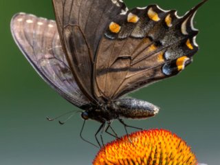 NZ9_3202-Enhanced-NR-Edit.jpg NZ9_3202-Enhanced-NR-Edit.jpg