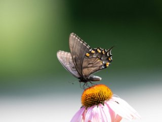 NZ9_3203.jpg NZ9_3203.jpg