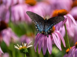 NZ9_3296-Enhanced-NR.jpg NZ9_3296-Enhanced-NR.jpg