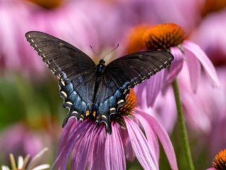 NZ9_3296-Enhanced-NR-Edit-Edit.jpg NZ9_3296-Enhanced-NR-Edit-Edit.jpg