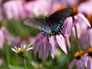 NZ9_3307.jpg NZ9_3307.jpg