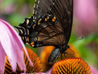 NZ9_3329-Enhanced-NR-Edit.jpg NZ9_3329-Enhanced-NR-Edit.jpg