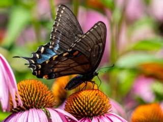 NZ9_3351-Enhanced-NR-Edit-2.jpg NZ9_3351-Enhanced-NR-Edit-2.jpg