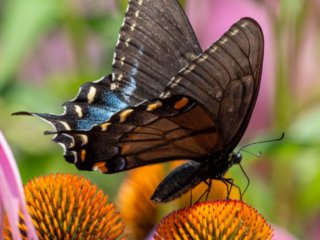 NZ9_3351-Enhanced-NR-Edit.jpg NZ9_3351-Enhanced-NR-Edit.jpg