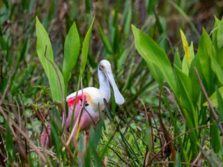 DSC_8810-Edit.jpg DSC_8810-Edit.jpg