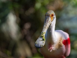 _NZ93682-Edit.jpg _NZ93682-Edit.jpg