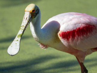 _NZ93913-Edit.jpg _NZ93913-Edit.jpg