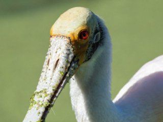 _NZ93913-Edit-2.jpg _NZ93913-Edit-2.jpg