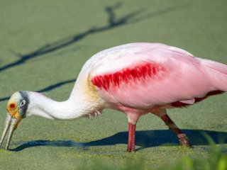 _NZ94021.jpg _NZ94021.jpg