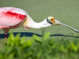 _NZ94079.jpg _NZ94079.jpg