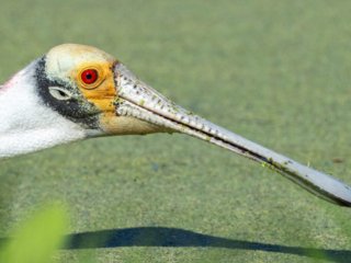 _NZ94079-Edit.jpg _NZ94079-Edit.jpg